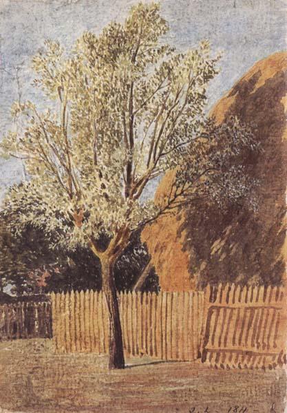 Study of a Tree, John linnell